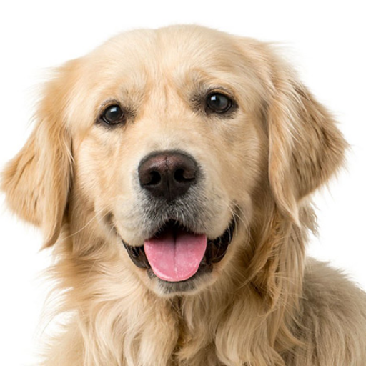 気づけばどっぷり。　　　ゴールデンレトリバー沼へ　　　ようこそ。